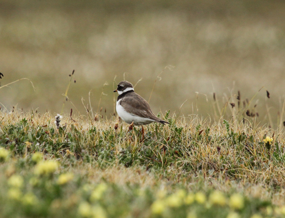 Common ringed plover near Pond Inlet