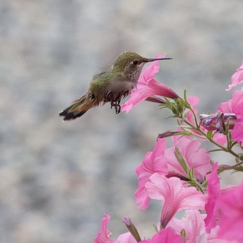 Hummingbird Hedley, BC