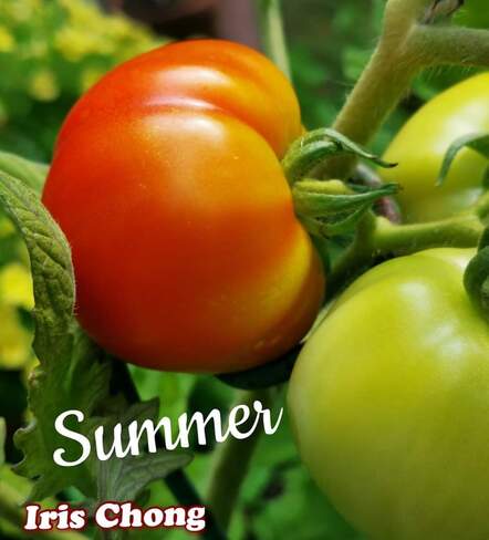 Aug 11 2022 24C Tomatos - Summer crop:) Thornhill Thornhill, ON