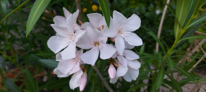 Oleander Beauty Etobicoke, ON