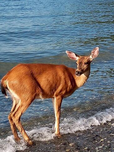 August. Ocean. Deer. Gibsons, BC