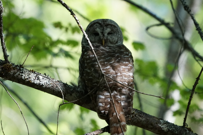 Barred Owl Kaslo, BC