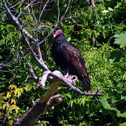 Turkey vulture Cornwall, ON