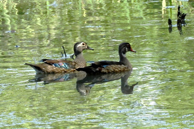 Wood Ducks in the Ripples of the Marsh 74VC+PR Burlington, ON, Canada