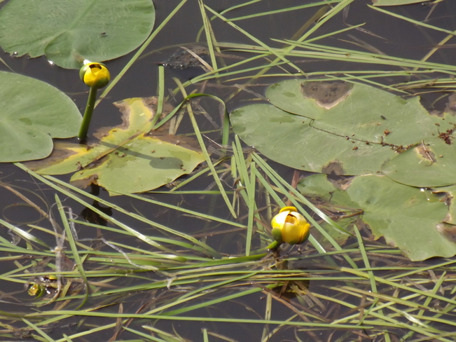 WATER LILLIES continue to GROW Thunder Bay, ON