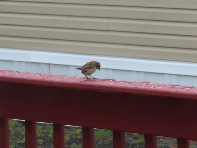 Sparrow. Bridgewater, NS