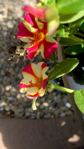 Busy bee Georgetown, Ontario, CA