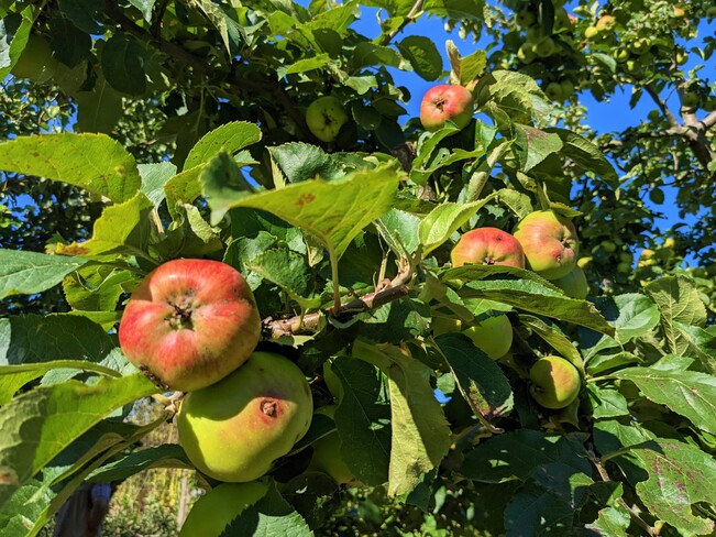 Apples harvest Delta, BC