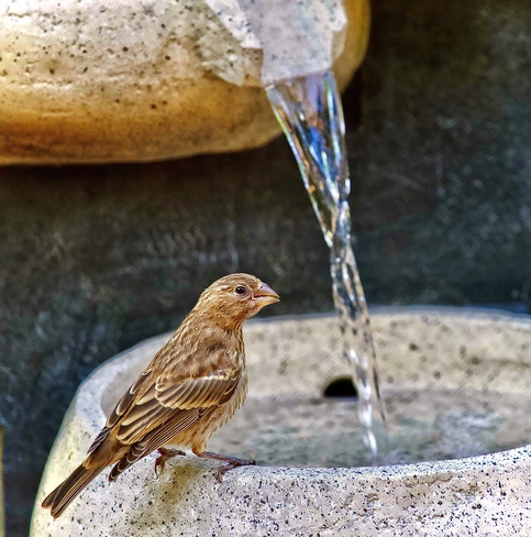 Sparrow in fountain Orléans, ON K1C 6V9