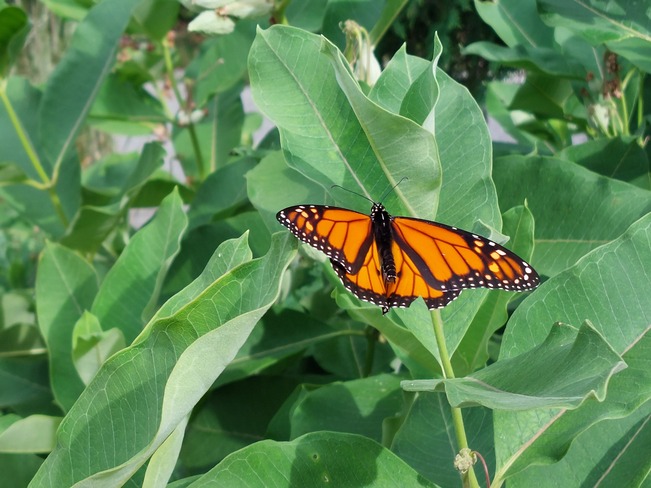 Monarch butterfly Brampton, ON