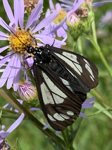 Pretty butterfly Bragg Creek, Alberta, CA