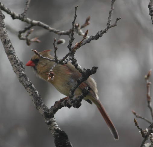 cardinal rouge femelle Pontiac, QC