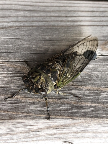 Cicada Jordan Branch, Nova Scotia, CA