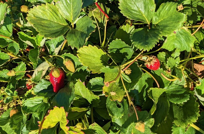 Strawberries in a community garden Delta, BC