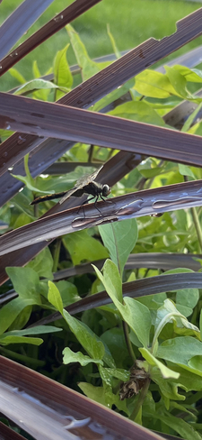 Dragonfly Saskatoon, Saskatchewan, CA