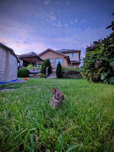 more Bunny! Ancaster, ON