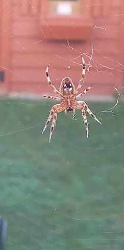 Barn Spider Up Close Windsor, ON