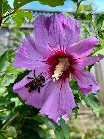 Bee taking a breather on bright Rose of Sharon bloom. Toronto, ON