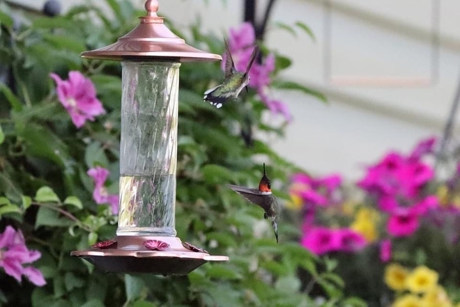 Hummingbirds Emo, Ontario, CA