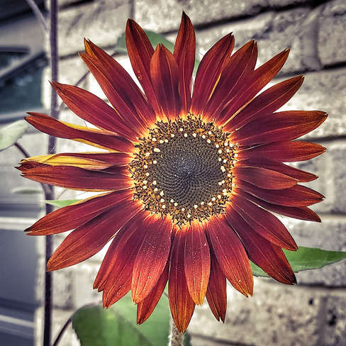 sunflower Mississauga, ON