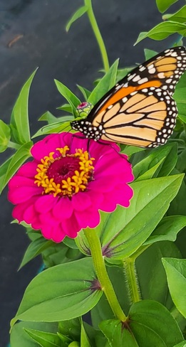 Butterfly Oro-Medonte, ON