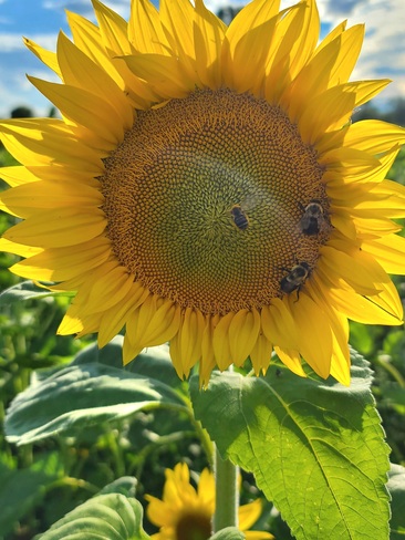 Sunflower Oro-Medonte, ON