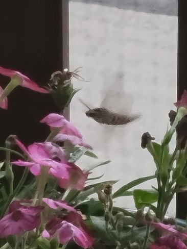 Hummingbird Hawk Moth Swift Current, SK