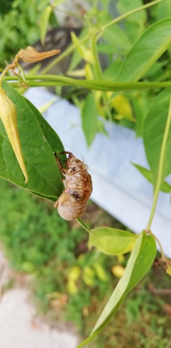 Cicada Nymph Oshawa, ON