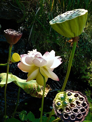 Nelumbo – Lotus Terrebonne, QC