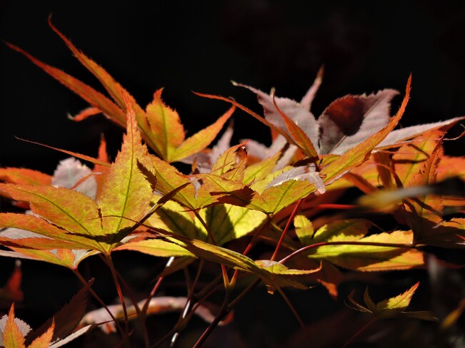 Les magnifiques couleurs chaudes de l’automne! Terrebonne, QC