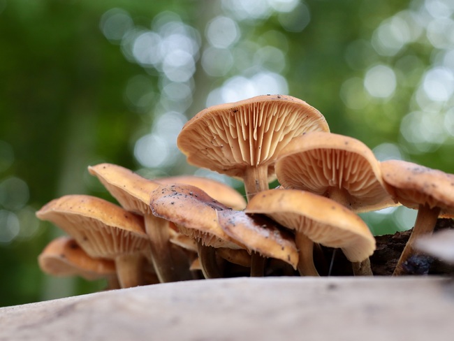 Mushroom season is getting close. St. Thomas, ON