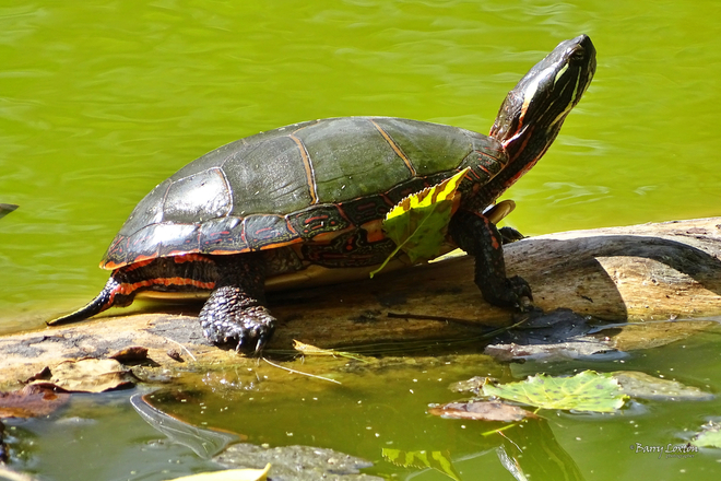 Turtles at Canatara Park Lake Chipican Sarnia, ON