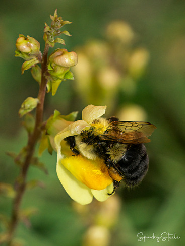 Bumblebee New Liskeard, Temiskaming Shores, ON