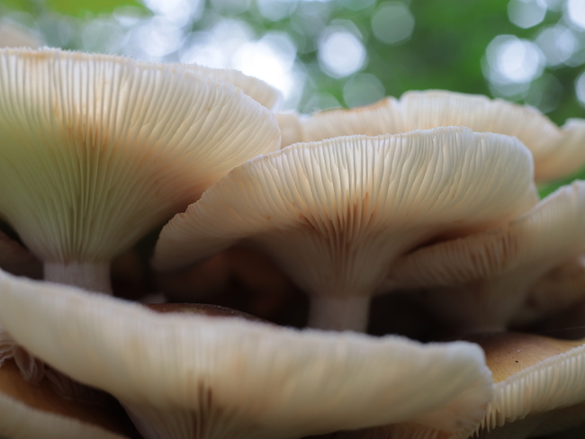 Mushrooms Aylmer, ON