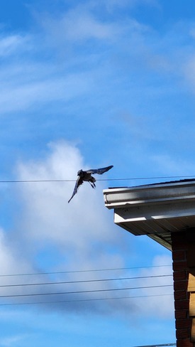blue jay in flight Wexford/Maryvale, ON