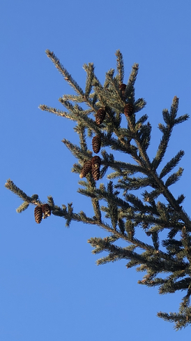 Branche et cocottes d’épinette sur magnifique fond de ciel bleu Blainville, Québec, CA