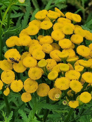 une abeille parmis les fleurs Repentigny, QC