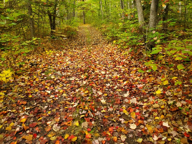 Blanket of leaves Sudbury, ON
