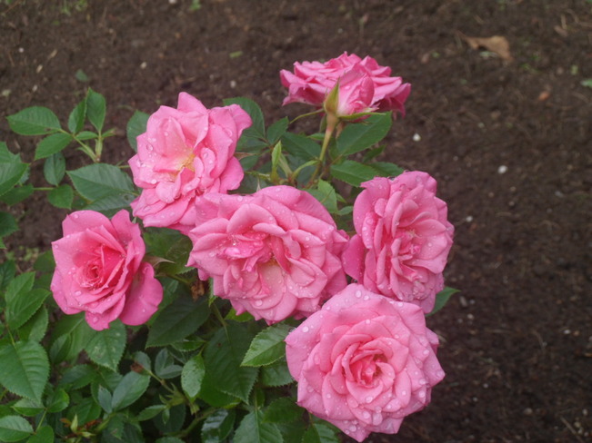 Mini-Rose blooms until Fall Minden, ON