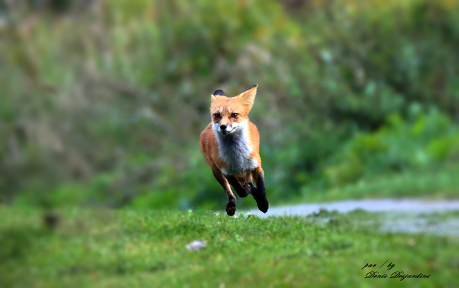 fox on the run Laval, QC