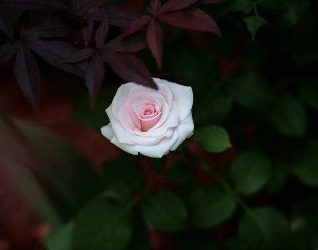 Rose from our garden Ajax, Ontario, CA