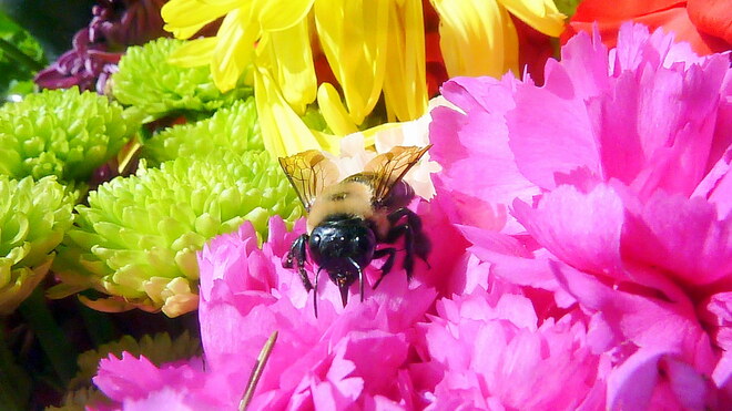 Autumn Bee Toronto, ON