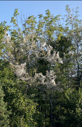 Nesting North Bay, Ontario, CA