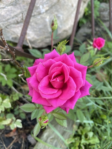 Fall rose Magnetawan, Ontario, CA