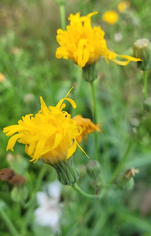 fleur sauvage Saint-Jean-sur-Richelieu, QC
