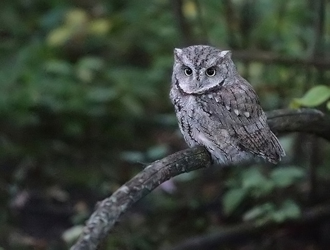 Eastern Screech Owl in Ottawa Ottawa, ON