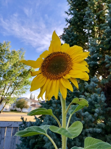Sunflower Edmonton, Alberta, CA