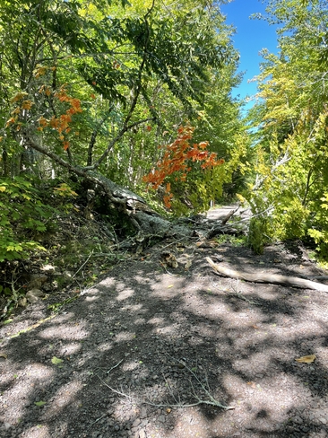 Downed Tree Ammon, New Brunswick, CA