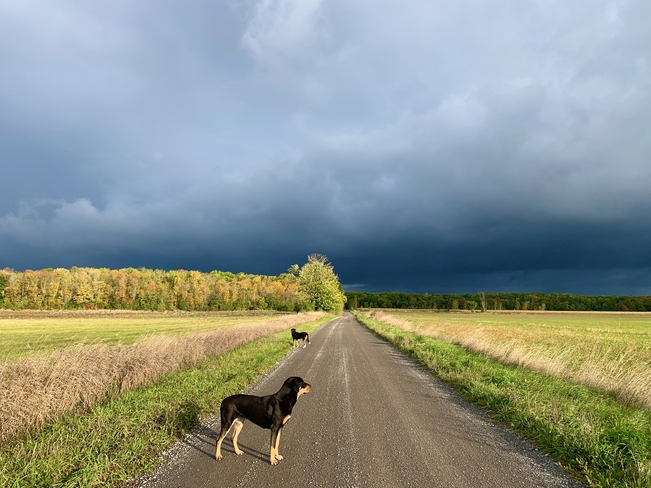 Dogs before the storm Prince Edward County, Ontario | K0K 2P0