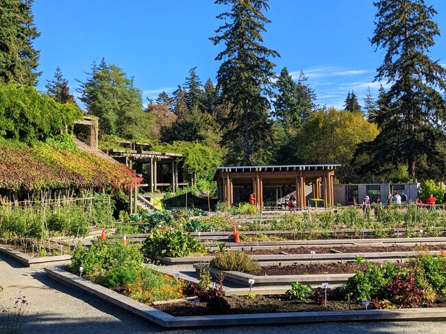 The veggies garden Vancouver, BC